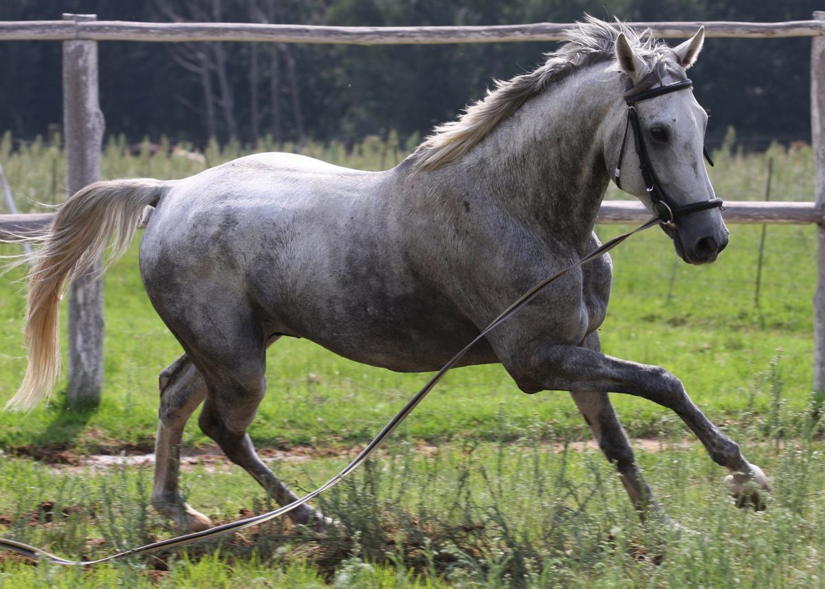 How horse names resemble trademarks