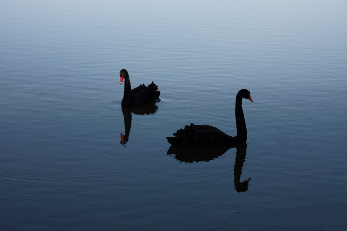 The Black swan time?
